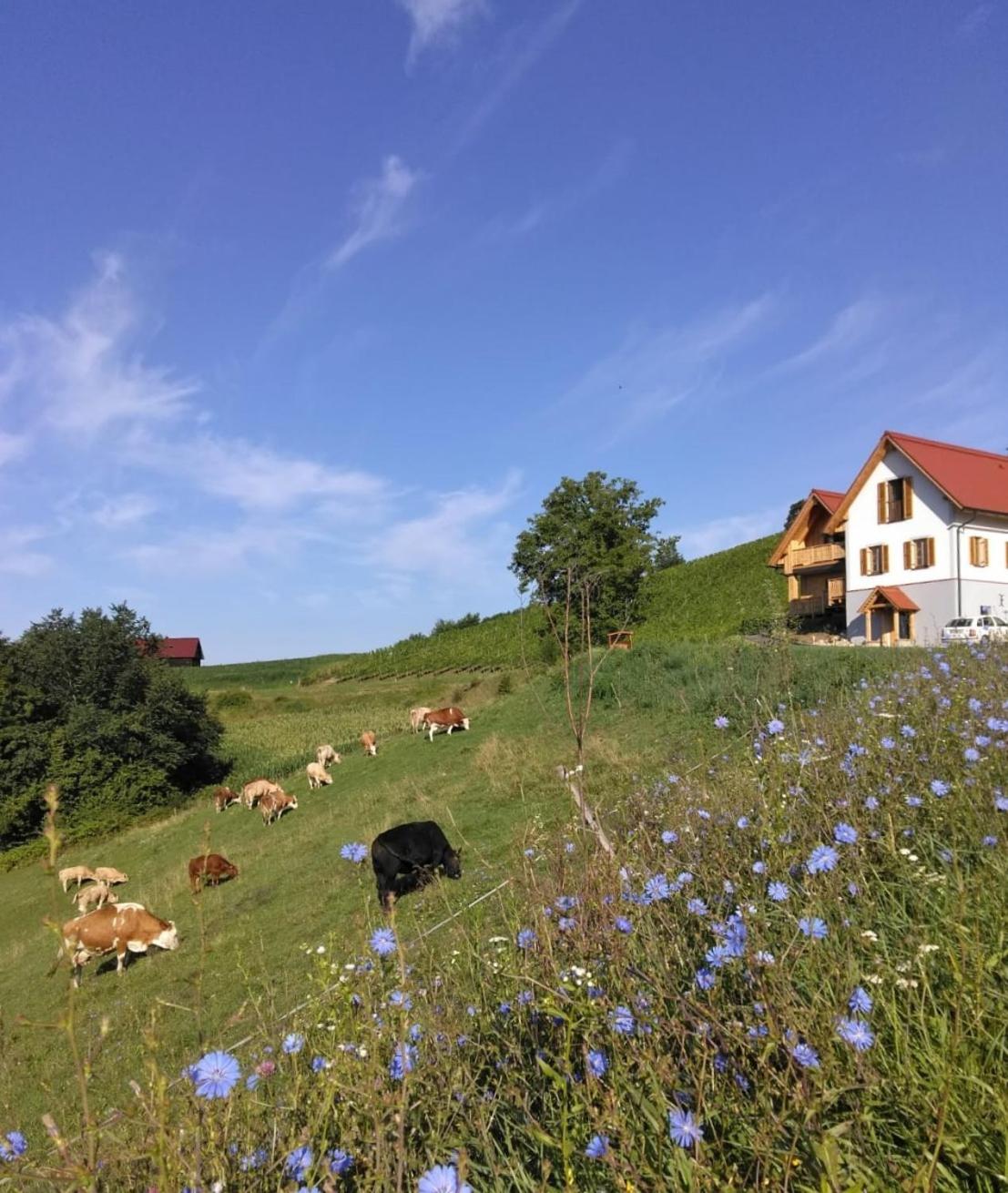 Bauernhof Gschmeidler Sankt Johann im Saggautal Exterior photo